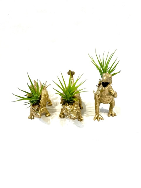 Dinosaur Planter with Air Plant – Plant One On Me Designs