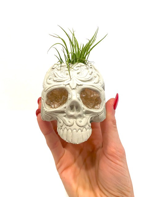 skull air plant Rose Quartz Sugar Skull Concrete Planter with Air Plant – Plant One On Me Designs