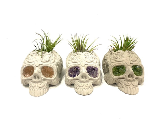 sugar skull pot plant Rose Quartz Sugar Skull Concrete Planter with Air Plant – Plant One On Me Designs
