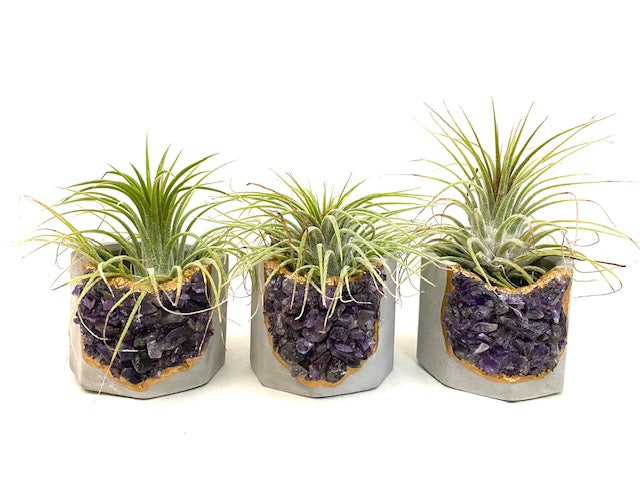 amethyst crystal air plant Raw Amethyst Crystal Planter with Air Plant – Plant One On Me Designs