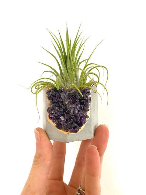 geode air plant holder Raw Amethyst Crystal Planter with Air Plant – Plant One On Me Designs