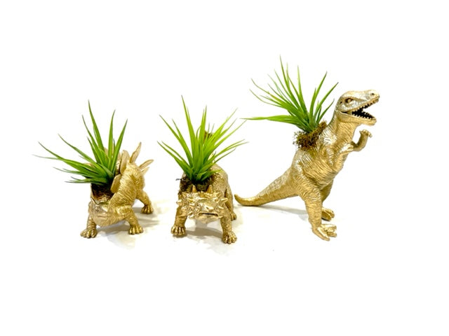 dinosaur succulent planter Dinosaur Planter with Air Plant – Plant One On Me Designs