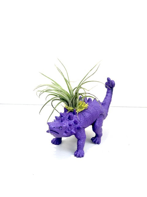 dinosaur air plant holder Dinosaur Planter with Air Plant – Plant One On Me Designs
