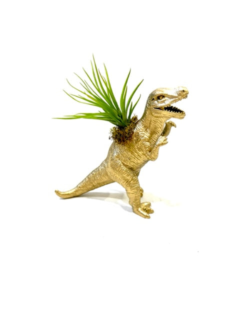 dinosaur air plant holder Dinosaur Planter with Air Plant – Plant One On Me Designs
